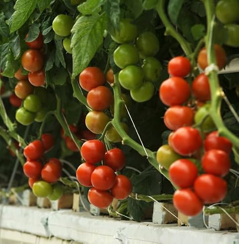Miniatura 8 de Kelmas - Cuerda - Hilo - Rafia - 300 Mts - 1 Kg - Grosor 4mm - Cuerda Agricultura - Cuerda Jardinería - Cuerda Paquetería - Cuerda Entutorar - Cuerda Empacar - Cuerda Tomates - Cuerda Negra