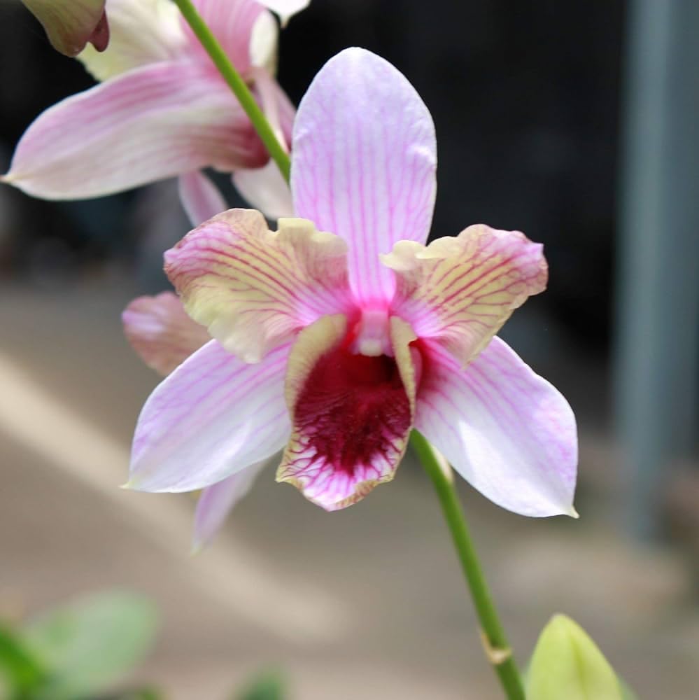 Ground orchid live plants with flowers, live plant for ground orchid with flowers (pack of 1) (B0CTG3W3S7) Amazon Price History, Amazon Price Tracker
