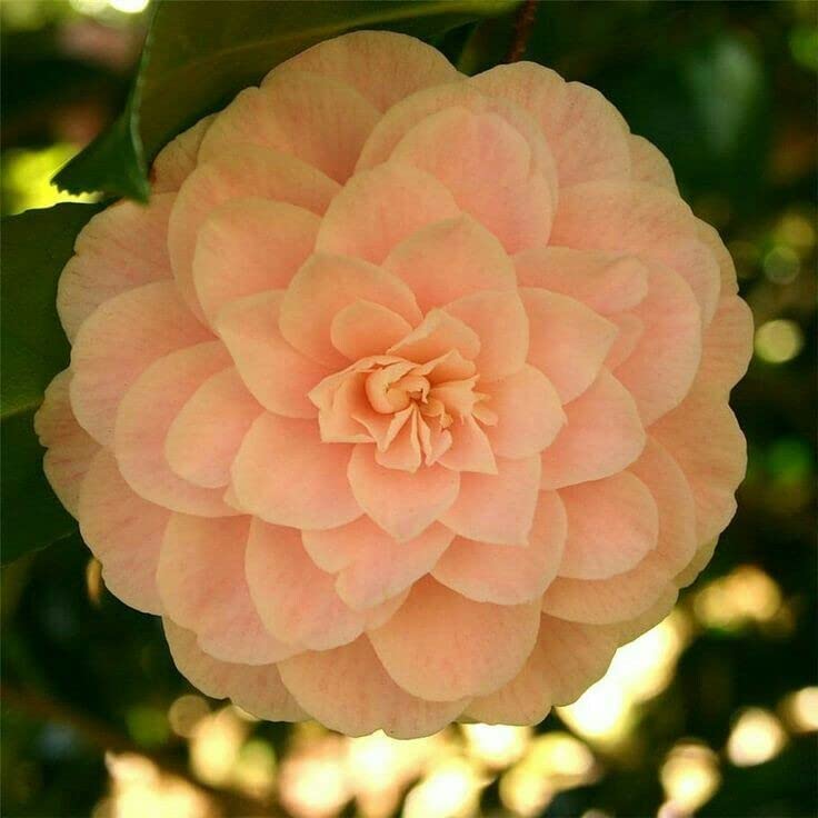 CAMELLIA FLOWER PLANT 097 (B0BV7KGG2S) Amazon Price History, Amazon Price Tracker