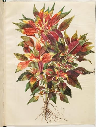 ARToPHIIU Imagen de Lienzo Impresión de Imagen Clásicas Poster Amaranto tricolor de Hans Simon Holtzbecker para Decoraciones del Hogar 60x90cm