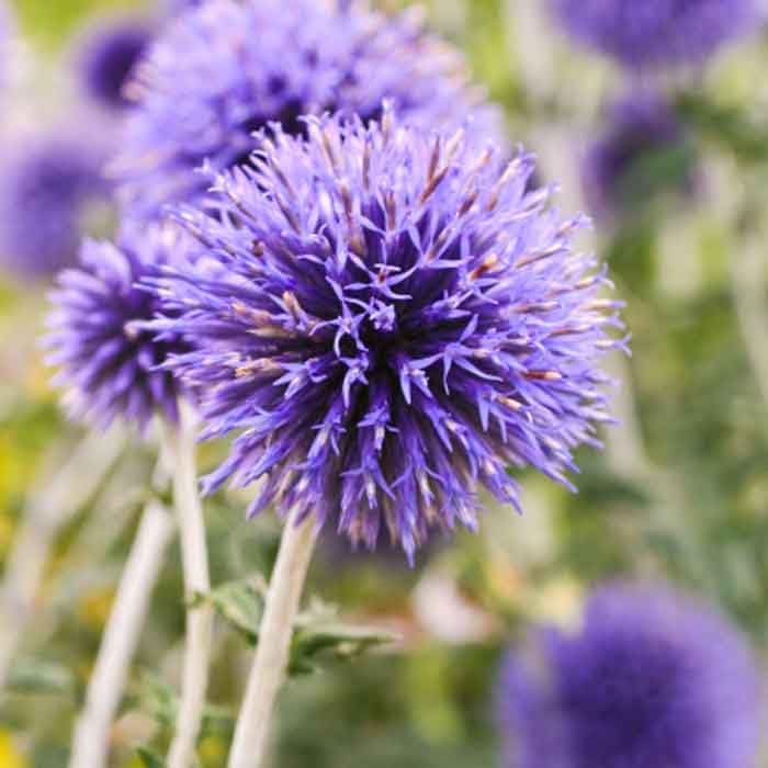 プラナム種　花の種　ルリタマアザミ　宿根草　　ニゲラ　プラナム　ニゲラ種 プラナム種 花の種 ルリタマアザミ 宿根草 ニゲラ プラナム ニゲラ種