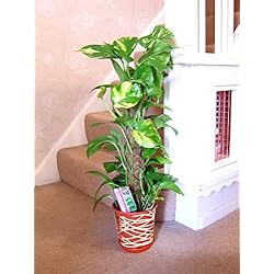 Macetas Con Luz Easy Plantas de casa de hoja perenne tradicionales grandes en maceta con decoración metálica de línea entrelazada - Devil's Ivy