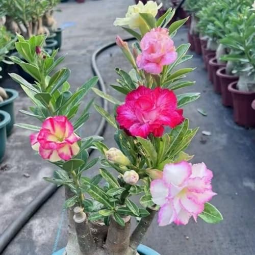 Wüstenrose Kaufen - Frostfeste Sorten für Garten & Balkon-1Rhizome-E