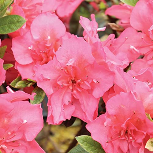 Perfecto Mundo Epic Coral® Reblooming Azalea - Proven Winners-4" Pot Perfecto Mundo Epic Coral® Reblooming Azalea - Proven Winners-4" Pot