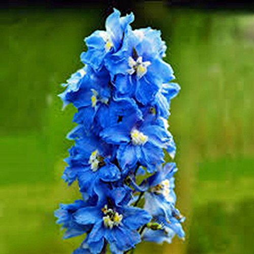 Larkspur, Giant Imperial 100+ Seeds Newly Harvested, A Great Cut Flower #TOP3