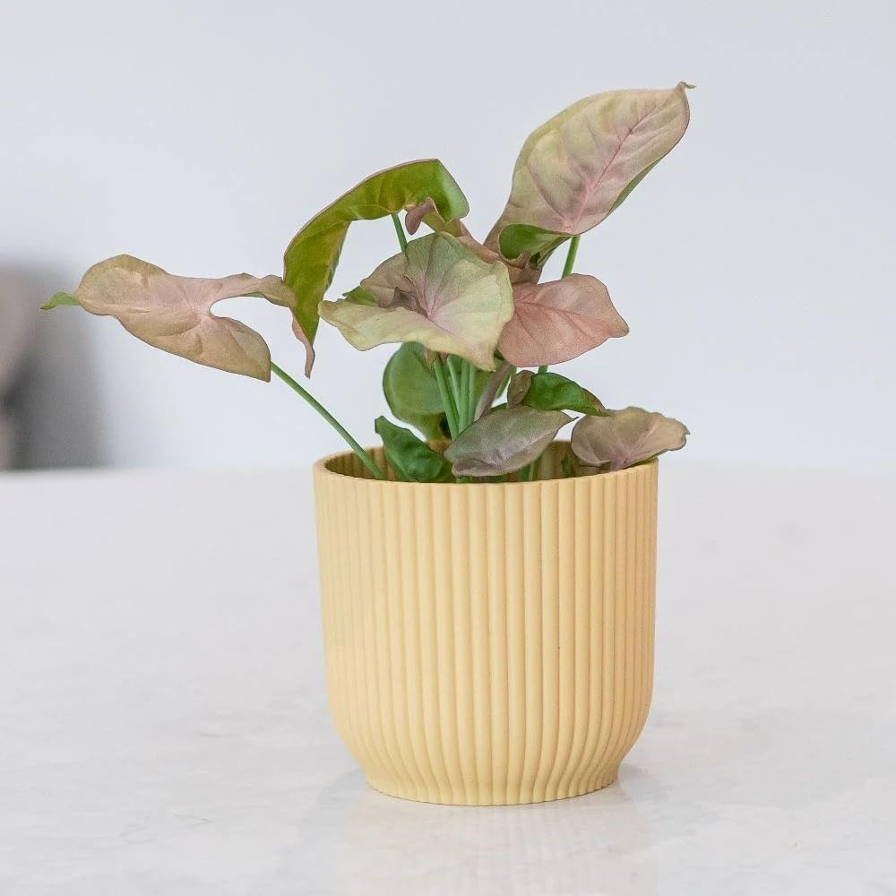 Primrose Unisex Green Syngonium Bottle Garden Terrarium Plant Arrowhead House Plant 6Cm Pot 8Cm Tall In