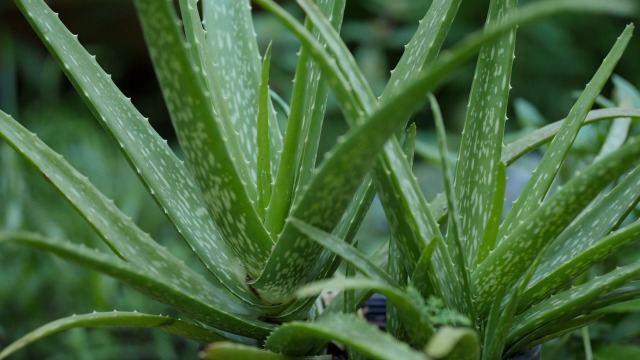 Aloe Vera Besnftigende Sukkulente Zimmerpflanze in 12 cm Topf : Amazon.de:  Garten