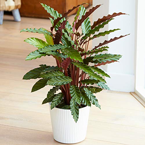 GardenersDream Calathea Elgergrass Plant...