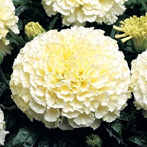 Green Terrace Premium Hybrid White Marigold Seeds (100 Seeds) with Instruction Sheet (B09MFYTCGP) Amazon Price History, Amazon Price Tracker