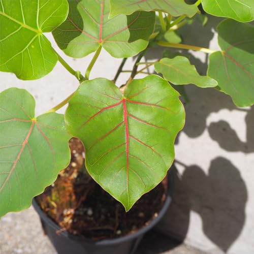 ITANSE フィカス ペティオラリス 4号鉢 2個セット【品種で選べる観葉植物・コーデックス】学名:Moraceae Ficus/クワ科フィカス属 非耐寒性常緑多年草/原産地:メキシコ●茎元が肥大化する塊根植物(コーデックス)です。根がぷっくりと膨らんだ