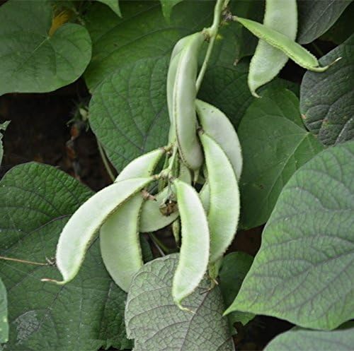 Green Leaf Hyacinth Bean - 100 Seeds