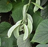 Green Leaf Hyacinth Bean - 100 Seeds