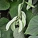 Green Leaf® Hyacinth Bean - 100 Seeds