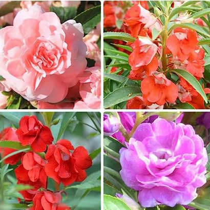 SeeGreen Balsam Mixed Color Hybrid Flower Seeds For All Season (150 Seeds Pack).. (B0CZ6FJ29Y) Amazon Price History, Amazon Price Tracker