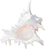 Natural Conch Shell Decors Large Natural Seashells for Fish Tanks Wedding Decoration Beach Theme Party Home Decorations