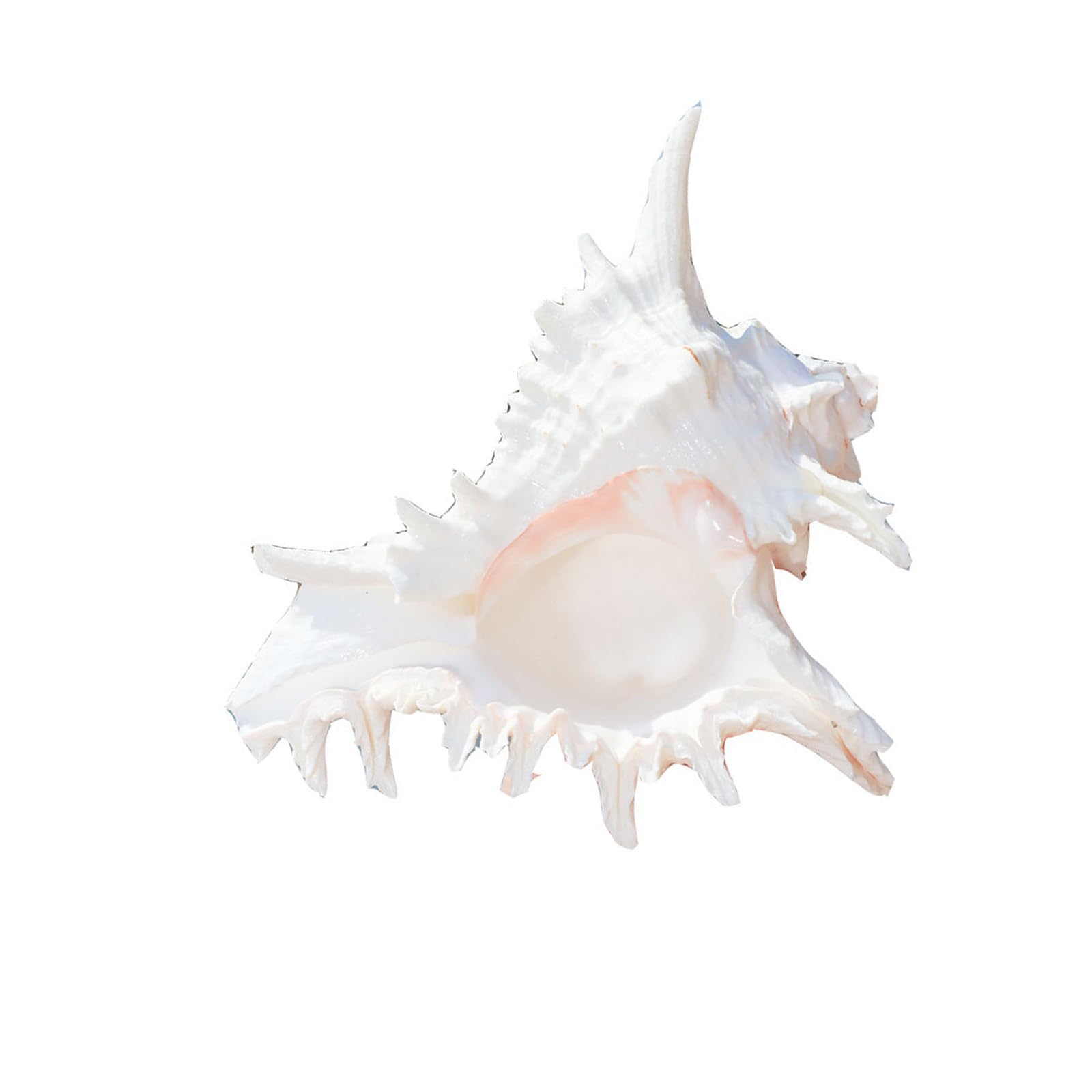 Zwwaazhf Multicolor Conch Shells For Fish Hideouts Wedding Gifts Beach Theme Decor Natural Conch Shell Decors