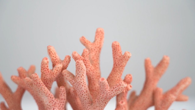 Amazon.com: Hjpzrui Coral Reef Decor Faux Coral Decor Resin Coral