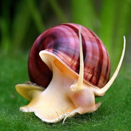 Plants N Fins Mystery Snails (3 Pack) Assorted + Food Sample | Live Arrival Guarantee Freshwater Live Aquarium Snails (Assorted) #TOP3