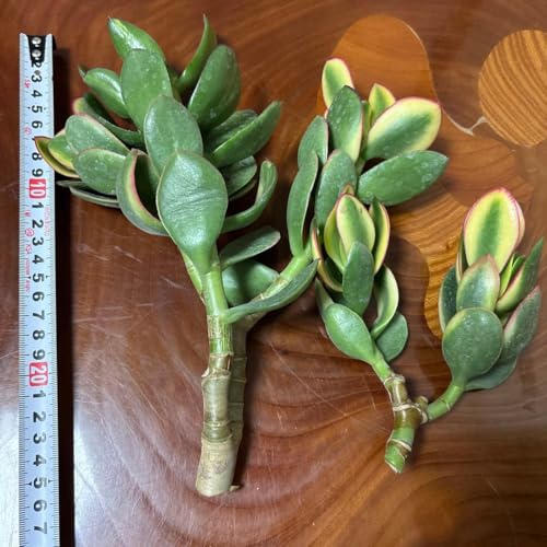観葉植物 黄金花月」の人気商品一覧 | 安い商品を通販サイトから探す