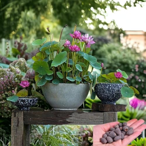 Image of 100% Japanese Rain bow Lotus Flower Seeds, Dwarf Rainbow Flower Seed, Rainbow Lotus Flower Seeds for Home Decor Kamal Gatta Seed, Home Gardening (Pack of 90)