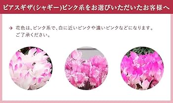 Amazon｜花のギフト社 シクラメン ギフト プレゼント 花 鉢植え 鉢花