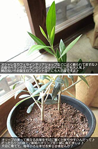 Amazon.co.jp: オリーブの木 2品種植え 7号鉢サイズ 黒色 セラアート鉢
