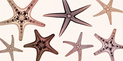 Toile encadrée Starfish d'art haut de gamme par Steven N. Meyers format panorama 65x130