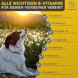 PFOTENGUT® Vitamin B Komplex Hund [Made in Germany] - 140 Tabletten für 5 Monate - Hochdosierte B Vitamine für Hunde & Katzen mit B1, B2, B3, B5, B6, B7, B9 & B12 - Vitamin B für Hunde