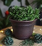 Zoom IMG-2 listo the hc companies sra10001p05 Zoom IMG-2 listo the hc companies sra10001p05