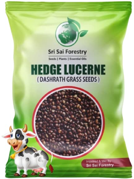 SRI SAI FORESTRY Dashrath Grass Seeds 750G| Dasharath Ghas Seed | Hedge lucerne | Velimsal Seed