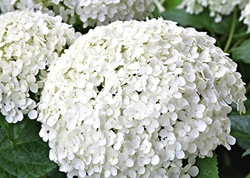 Miniatura 2 de Annabelle Hydrangea - Planta viva enviada de 1-2 pies de alto por DAS Farms (No California)