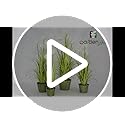 Garden Art Unique Natural Looking Artificial (Ht 46") Dandelion Grass Plant With Brown Flowers And Plastic Pot For Home, Office, Party Decoration (GA0185) - Image 3