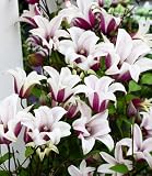 BALDUR Garten 1x Tulpen-Clematis 'Princess Kate®', Pflanze im 2 Liter-Topf