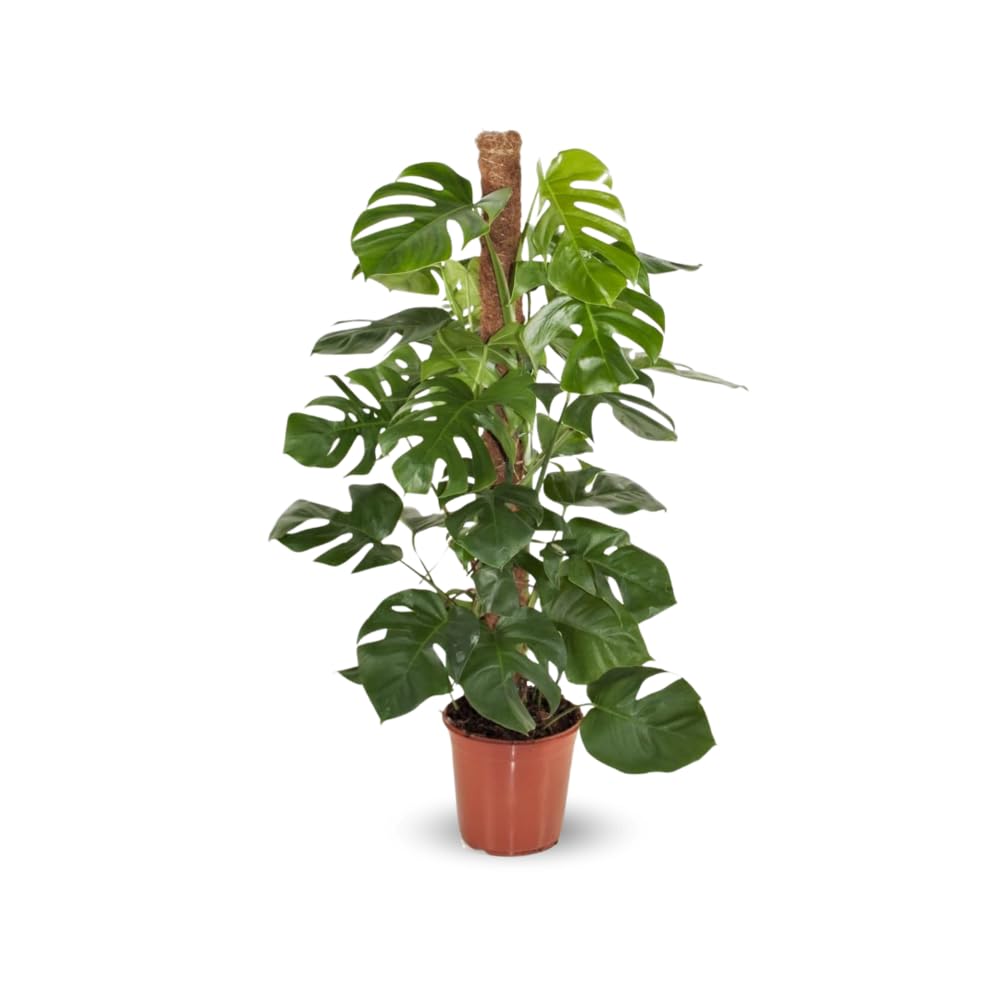 Attitude Jardin - Monstera deliciosa - plante trouée avec tuteur - purificateur d'air - 90-100 cm - ⌀ 19 cm - plante d'intérieur