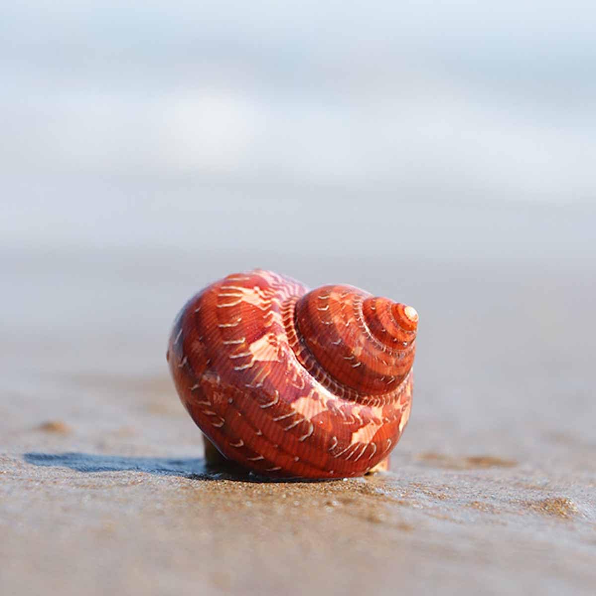 Muszla, 5-7 cm na dekoracje ślubne Impreza tematyczna plaży(5~6cm)