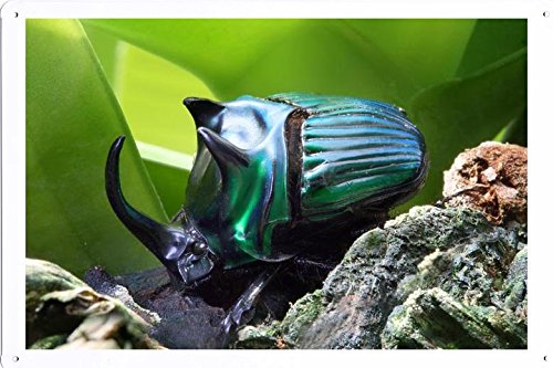 Gho Insect Amazon.co.jp: 昆虫25843のティンサイン 金属看板 ポスター / Tin Sign Metal Poster of ...