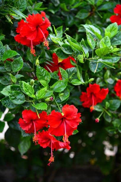 Live Red Hibiscus (Gudhal) Flower Plant, Live Garden Plant Nursery Outdoor Living Plant, Hibiscus rosa-sinensis Flower Plant, Lucky Plant For Home - 1 Live Plant-image-16