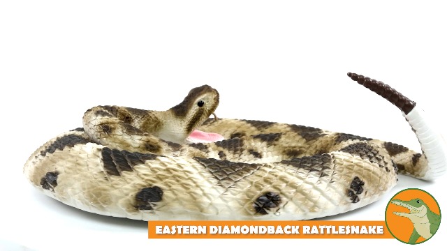 519Gd6LgPuL.jpg
