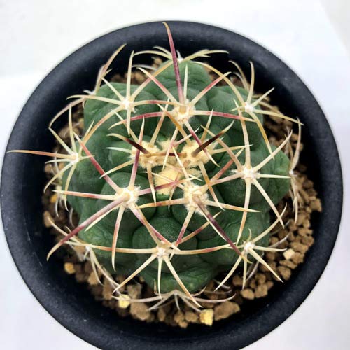 Amazon｜サボテン：テロカクタス 紅鷹*☆赤松実生｜観葉植物