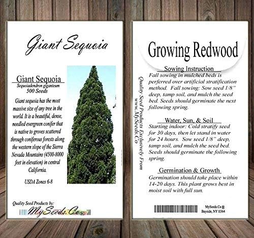 Big Pack - (500) Giant Sequoia, Sequoiadendron giganteum Tree Seeds - aka Bigtree, Sierra Redwood, Wellingtonia, Sierran Redwood - Non-GMO Seeds by MySeeds.Co (Big Pack - Giant Sequoia)