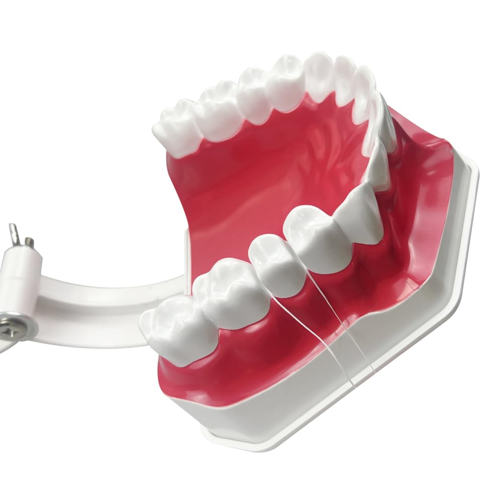 Youya Modèle de dents 2 fois de grandes tailles, modèle d'enseignement dentaire avec brosse à dents et langue pour enfants