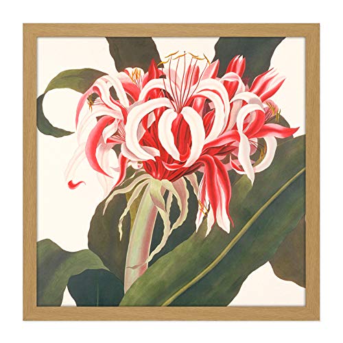 Artery8 Bury Havell Giant Spider Lily Queen Emma Flower Square Wooden Framed Wall Art Print Picture 16X16 Inch