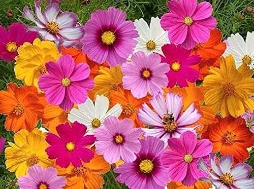 Vinz seeds cosmos purple flower (B08PBTSZJV) Amazon Price History, Amazon Price Tracker