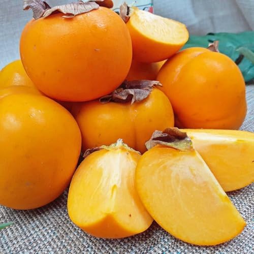 2 Sweet American Persimmon Trees Live Plants, Dormant Bare Roots,...