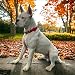 Luxus-Hundehalsband aus Samt mit Airtag-Halterung - Eleganz & Sicherheit für Ihren Vierbeiner in Allen Größen