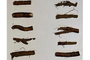 Comfrey, Russian Bocking 14 Seeds