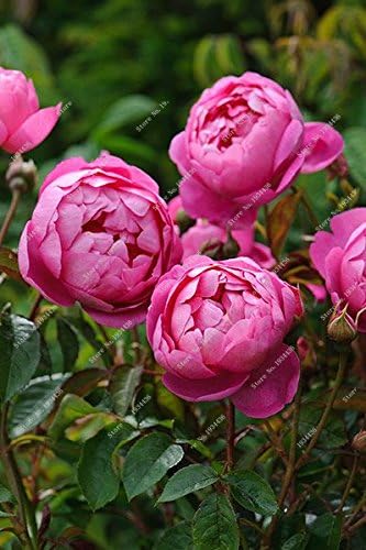 Amazon Co Jp 庭の花シャクヤクsuffruticosa種子10 Pcsとの熱い販売珍しい中国の牡丹の種植える植物や中庭 Diy 工具 ガーデン