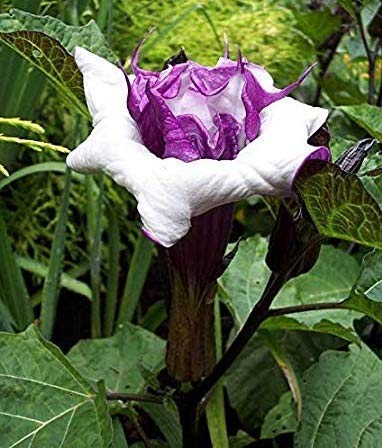 Royal Gardens Live Black Datura/Kala Dhatura/Thorn apple Medicinal Plant - 1 Live Healthy Plant (B0BHDS699D) Amazon Price History, Amazon Price Tracker