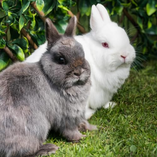 Excel Rabbit Junior and Dwarf Tasty Nuggets 10 kg miniatura 4