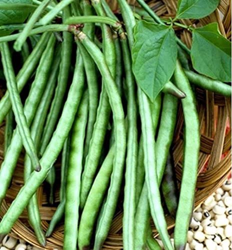 Black Eyed Peas (Lobiya) Seed 120 SEED